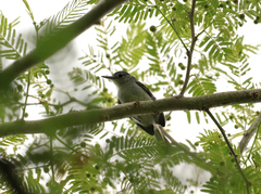 Polioptila nigriceps