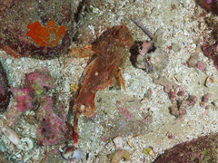 Scorpaena jacksoniensis