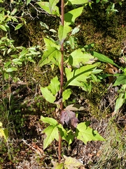 Nabalus trifoliolatus