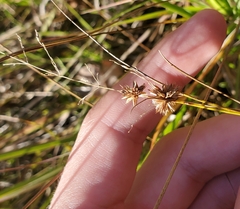 Juncus