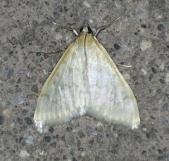 Hahncappsia pergilvalis