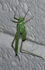 Insara elegans
