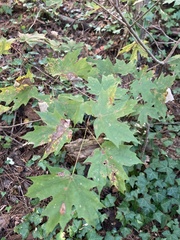 Acer saccharum
