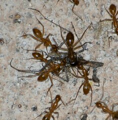 Camponotus festinatus