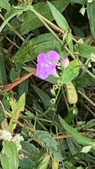 Agalinis purpurea