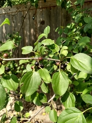 Rhamnus cathartica