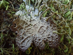 Lobaria