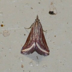 Microtheoris ophionalis