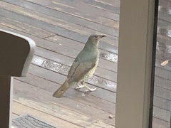 Ptilonorhynchus violaceus