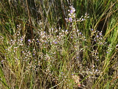 Limonium carolinianum