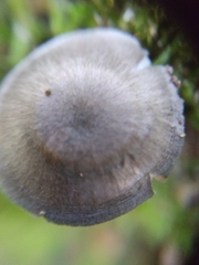 Arrhenia epichysium