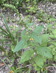 Teucrium vesicarium
