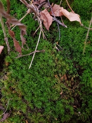 Atrichum undulatum