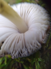 Arrhenia epichysium