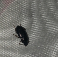 Harpalinae