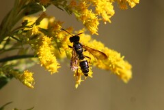 Cerceris atramontensis