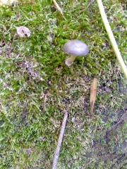 Arrhenia epichysium