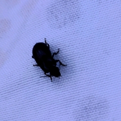 Harpalinae