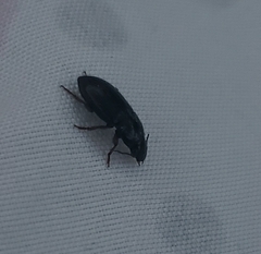 Harpalinae
