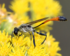 Ammophila