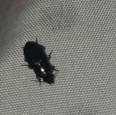 Harpalinae
