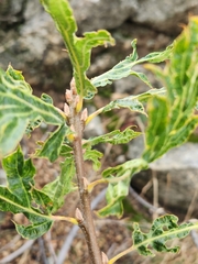 Quercus kelloggii