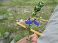Salvia leptostachys