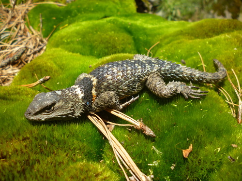 Central Cleft Lizard