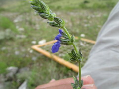 Salvia leptostachys
