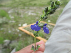 Salvia leptostachys