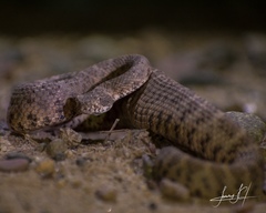 Crotalus tigris