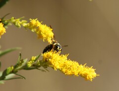 Cerceris atramontensis