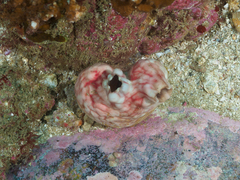 Cnemidocarpa stolonifera