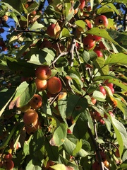 Malus prunifolia