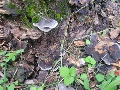 Phellodon niger