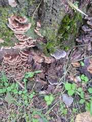 Phellodon niger