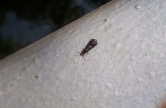 Mystacides azureus