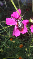 Prionus coriarius