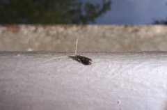 Mystacides azureus