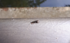 Mystacides azureus