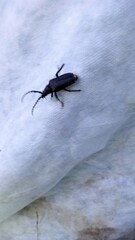 Prionus coriarius
