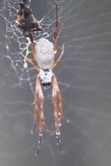 Trichonephila edulis