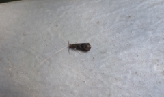 Mystacides azureus