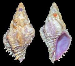 Coralliophila costularis