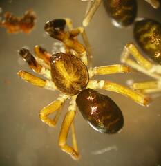 Phrurotimpus borealis