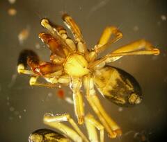 Phrurotimpus borealis