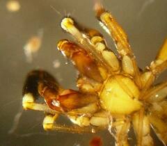 Phrurotimpus borealis