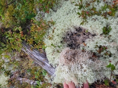 Cladonia stellaris