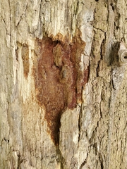 Fuscoporia gilva