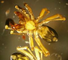 Phrurotimpus borealis